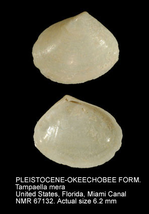 PLEISTOCENE-OKEECHOBEE FORMATION Tampaella mera.jpg - PLEISTOCENE-OKEECHOBEE FORMATION Tampaella mera (Say,1834)